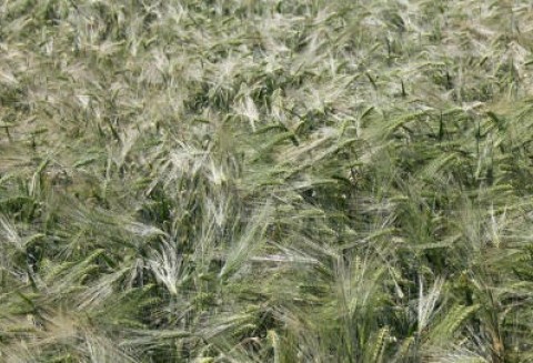 Rosnący w siłę dolar wspierał wczoraj przeceny zbóż - 30.05.2012