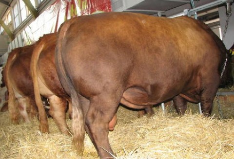 Stabilizacja cen wołowiny