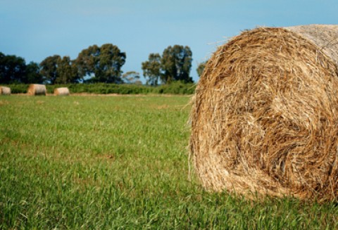 35 Konferencja Rolnicza Ameryka Północna - Unia Europejska po raz pierwszy w Polsce