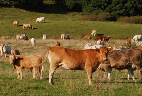 Seminarium pt.: Dobre praktyki rolnicze - produkcja bydła mięsnego