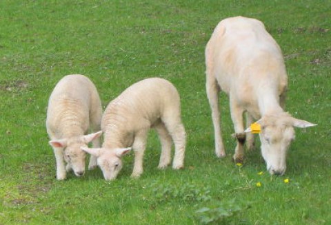 Nowa Zelandia – Spadek pogłowia owiec
