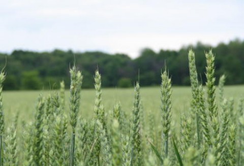 Tydzień na rynku giełdowym zbóż – 26.03.2012