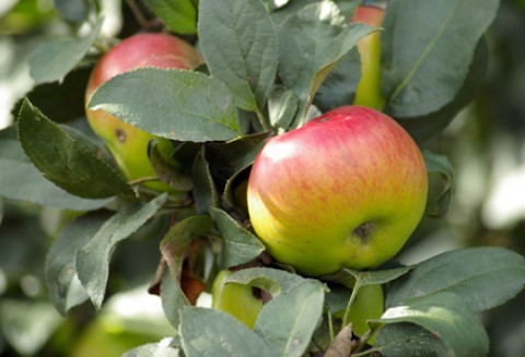 Porozumienie w sprawie partnerstwa na rzecz handlu produktami ekologicznymi pomiędzy Unią Europejską i Stanami Zjednoczonymi