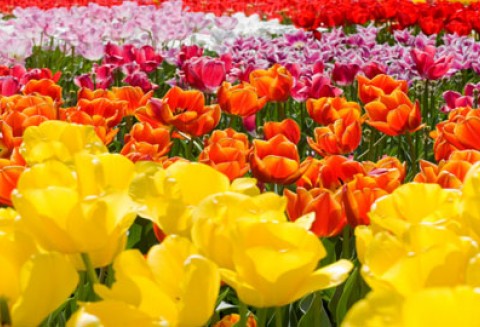 Delegacja ekspertów ds. zdrowia roślin z Republiki Azerbejdżanu z wizyta w Polsce