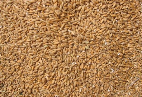 Eksperci wybiegają do przodu z prognozami zbiorów zbóż