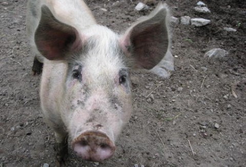 Z dnia na dzień pogłębiają się problemy polskich hodowców trzody chlewnej