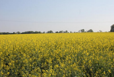 Notowania oleistych na giełdach światowych 14.05.2012