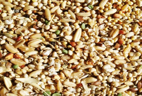 Dopłaty do materiału siewnego – uwaga producenci rolni!