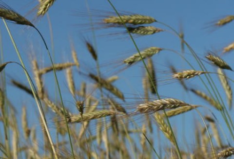 10.02.2012 Czwartkowy raport USDA przełożył sie na giełdowe notowania zbóż