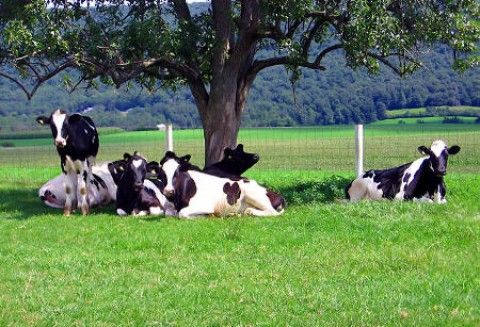 Testy na obecność BSE będą tańsze?