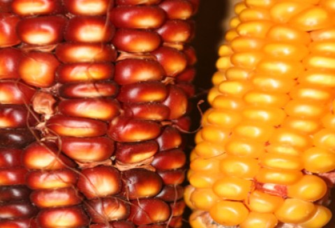 Konferencja „Odnawialne Źródła Energii Przyszłością Nowoczesnej Gospodarki” za nami