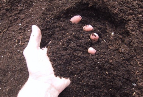 Wyniki kontroli planowej w zakresie prawidłowości wprowadzania do obrotu kompostów wytworzonych z odpadów komunalnych.