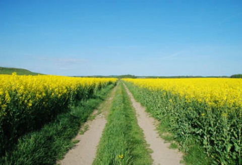 Ceny oleistych na światowych giełdach – 11.04.2012