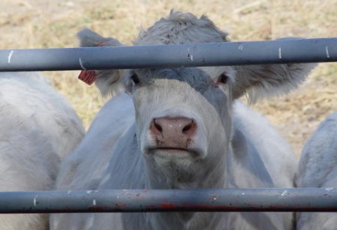Brazylia – Spadek w handlu bydłem