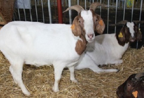 Pierwszy dzień XXV Krajowej Wystawy Zwierząt Hodowlanych już za nami