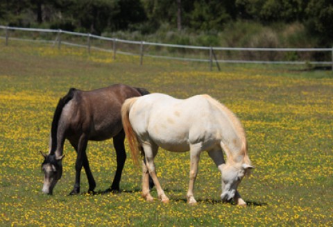 Prezydent Bronisław Komorowski w Janowie Podlaskim