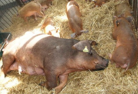 Niemcy – Masowe zamykanie farm trzody chlewnej