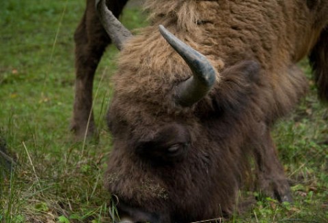 Bieszczadzkie żubry będą odstrzelone?