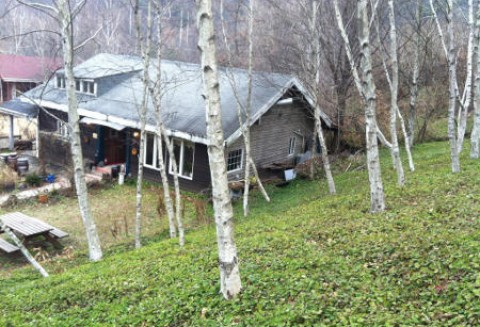 Porządki na działce? Uważaj z wycinką drzew