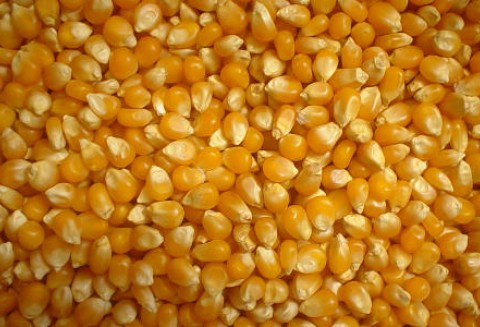 Tydzień na rynku giełdowym zbóż – 20.02.2012