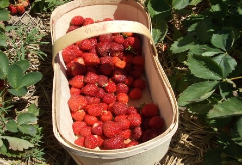 Już są pierwsze polskie truskawki