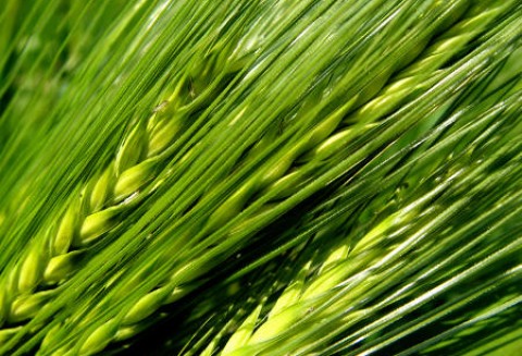 Prognozy światowych zbiorów zbóż będą większe