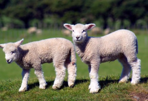 Hodowla żywca jagnięcego również się nie opłaca, bo im cięższa sztuka tym niższa za nią cena w skupie