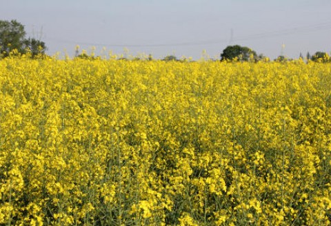 Notowania oleistych na giełdach światowych 16.05.2012