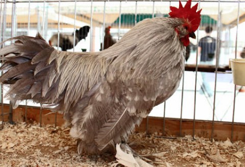 Ukraina – Większy eksport mięsa drobiowego