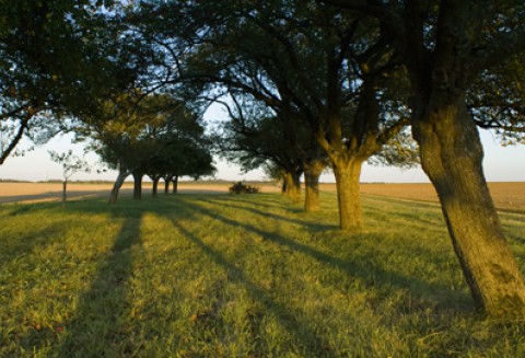 Bezpieczeństwo żywności ważnym tematem Partnerstwa Wschodniego