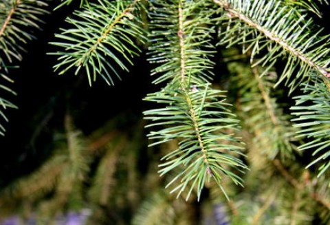 Wielka Brytania – Zamiast na śmietnik - na brzeg rzeki