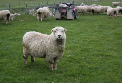 Spadek importu żywca i mięsa owczego w Unii Europejskiej