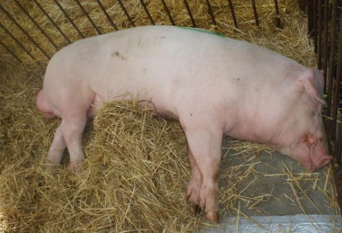 Wzrost eksportu unijnej wieprzowiny