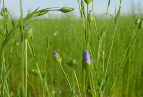 Potencjał roślin włóknistych i zielarskich