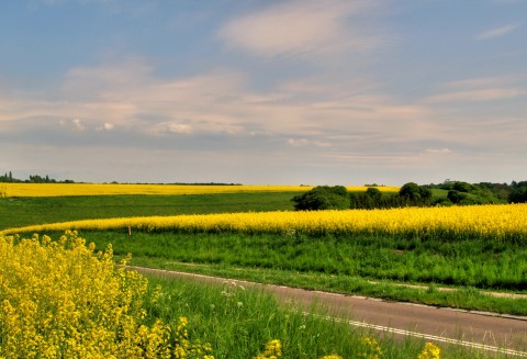 27.03.2012 - Oleiste - Futures na soję i rzepak osiągnęły wczoraj wielomiesięczne maksima