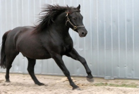 TOP DRIVER AWARDS po raz piąty dla Bartłomieja Kwiatka