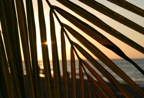 Tajlandia ogranicza eksport oleju palmowego