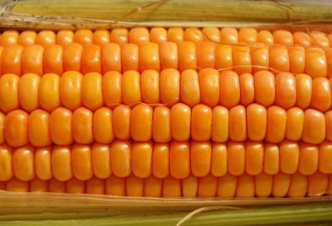 27.03.2012 - Zboża - Na Matif kontrakt majowy na pszenicę najdroższy od czerwca 2011