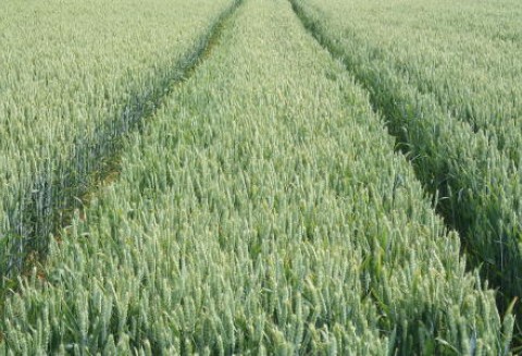 Tydzień na rynku giełdowym zbóż – 16.01.2012