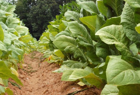 Nie będzie polskiego tytoniu?
