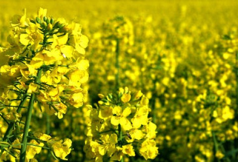 Ceny oleistych na giełdach światowych – 10.01.2012