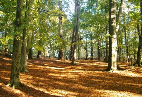 Wielokrotnie zwiększono powierzchnię jaką można przeznaczyć na zalesienie gruntów