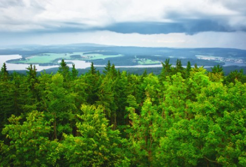 Już czas na złożenie wniosków o wypłatę wsparcia na grunty zalesione w ramach PROW 2007 - 2013