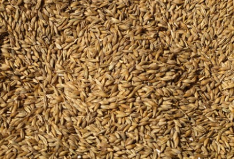 Ceny zbóż i oleistych na giełdach światowych–05.09.2011