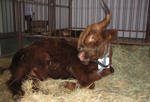 Niebezpieczny wirus z Schmallenbergu zabija unijne zwierzęta