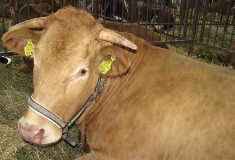 Australia – Wzrost produkcji i eksportu mięsa wołowego