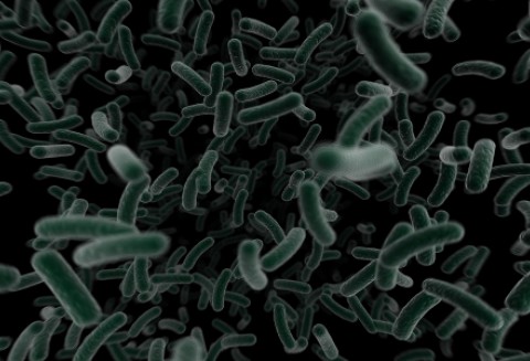 Niebezpieczna bakteria już w Polsce?
