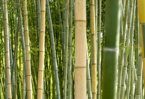 Pędy bambusa mogą stać się hitem zdrowej żywności