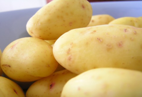 Zagrożenie upraw nasiennych ziemniaka przez wirusy w 2011 roku