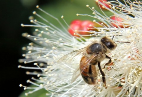 Tajemnicza zagłada pszczół